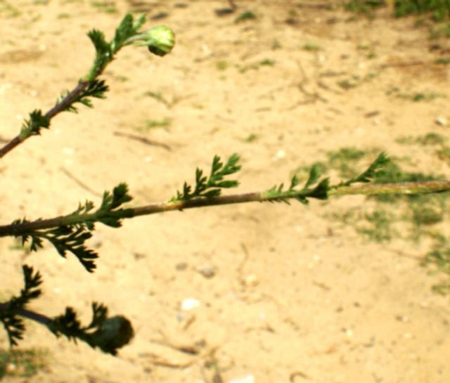 Anacyclus clavatus / Camomilla clavata